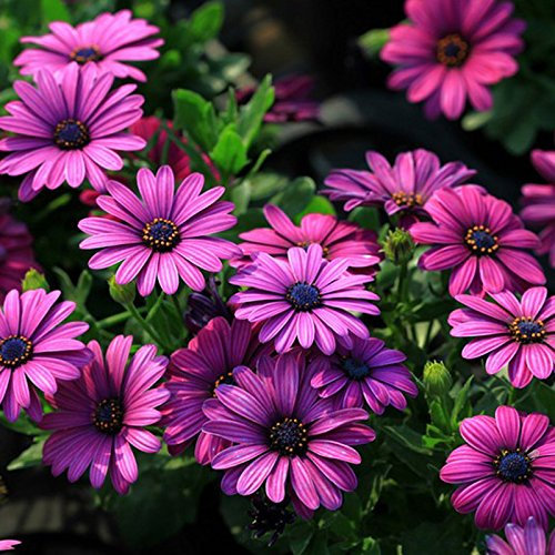 EgBert 30Pcs African Blue Eyed Daisy Seeds Osteospermum Seeds Mix Color Flower