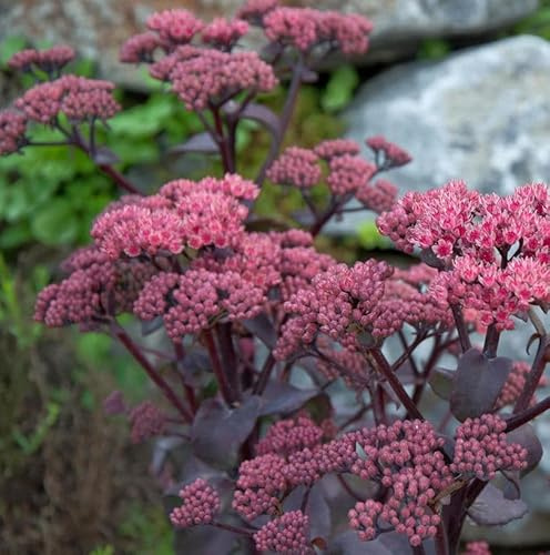 Große Fetthenne Xenox - Sedum telephium - lebende Gartenpflanze aus den Baumschulen