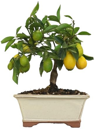 KENTIS - Bonsai di Limequat - Citrus Floridana - Pianta da Frutto Vera da Esterno - Giardino Balcone Terrazzo - H 28/38 cm Vaso in Ceramica 21 cm