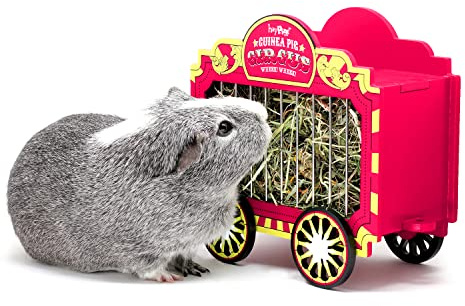 HAYPIGS Circus themed WHEEK WAGON Guinea Pig Hay Feeder | Guinea Pig Accessories | Dwarf Rabbit Feeder | Hay Racks for Guinea Pigs
