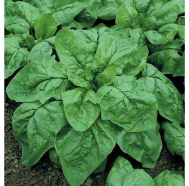 Graines Epinard géant d'hiver BIO - sachet de 5 grammes - Graines de style