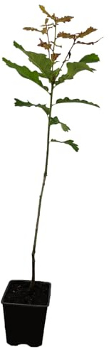 Seedeo® Stieleiche (Quercus robur) Pflanze ca. 40-50 cm hoch