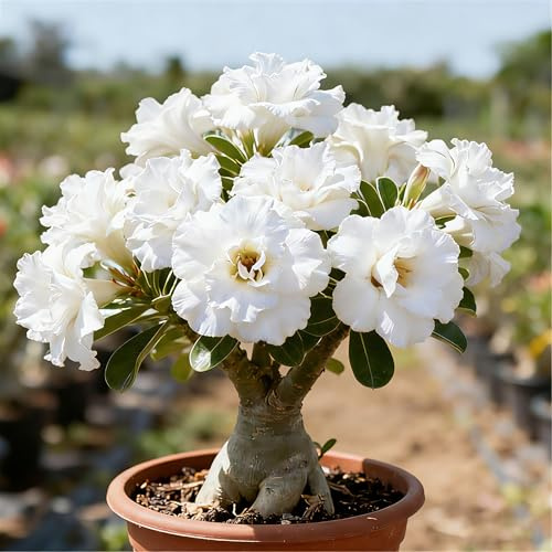 Rosa del deserto, facile da coltivare, richiede poca manutenzione, alto valore ornamentale