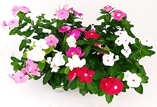 POWERS TO FLOWERS - PERVINCA DEL MADAGASCAR, VINCA MISTE, 6 PIANTE, piante vere