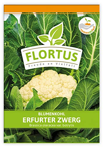 FLORTUS Blumenkohl Erfurter Zwerg | Gemüsesamen | Kohlsamen | Blumenkohlsamen | Samen zur Anzucht für Garten, Balkon, Küche & Fensterbank
