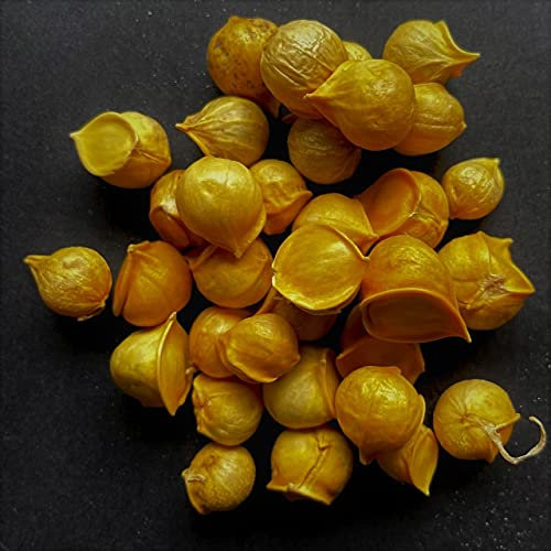 Live Seeds 30 Rare Genuine Elephant Garlic Starter Seeds/Corms Fresh Crop