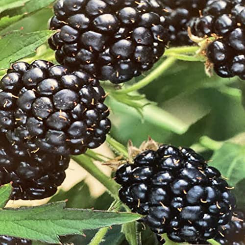 Rubus fruticosus 'Oregon' Thornless BlackBerry 15cm Pot Size