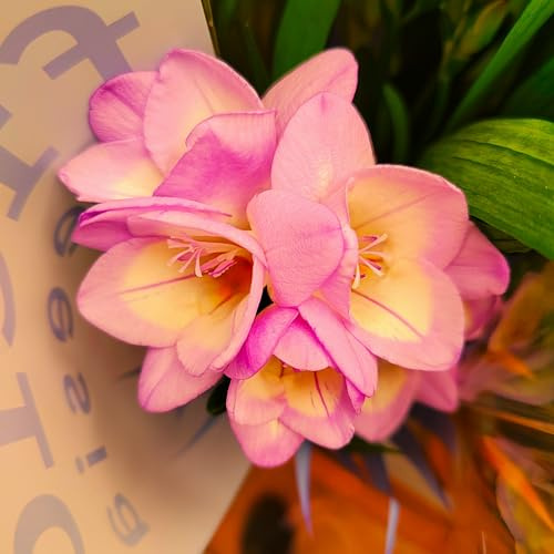 Freesienzwiebeln : Freesia - Freesie  rosa  20 Blumenzwiebeln