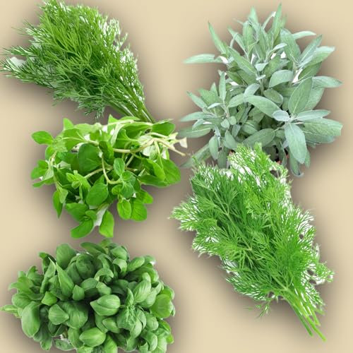 KIT SEMENTI AROMATICHE | 5 Bustine di SEMI | Basilico classico Italiano | Aneto | Finocchio Selvatico | Salvia sativa | Maggiorana | Coltiva il Tuo Orto in Casa!