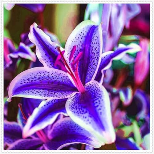 Lilium,Lirio Blanco/naturales/Embellecer el entorno,horticultura,Decoración Del jardín.-4Pcs-E