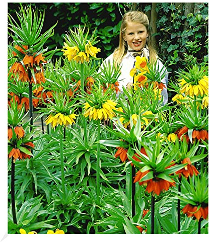 BALDUR Garten 3er Kaiserkronen-Kollektion, Zwiebeln mit Umfang 18 cm | Fritillaria imperialis, Blumenzwiebeln, winterhart, pflegeleicht, blühende leuchtende Blütenkronen