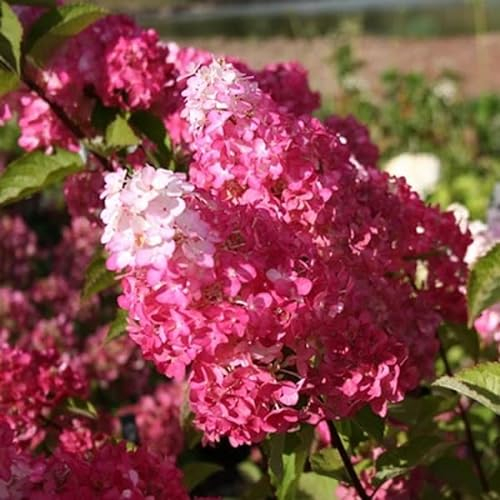 Rispenhortensie 'Fraise Melba'® - Hydrangea paniculata 'Fraise Melba'® - 40-50 cm Topf