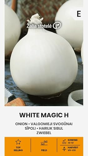 Zalia Stotele | Oignon - Semences WHITE MAGIC H | Graines de légumes | Planter des graines | Graines d'oignon | Un hybride d'oignon à une seule feuille, mi-tardif et à haut rendement| 1 paquet
