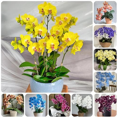 semillas de orquídeas phalaenopsis - orquídeas - para lugares soleados phalaenopsis Decoración de otoño, jardín, perennes resistentes, Decoración de jardín 100pcs