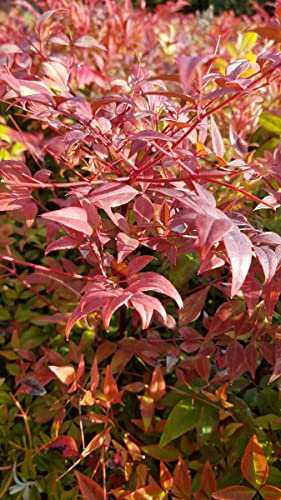Nandina domestica/Bambou sacré/Conteneur de 7 à 10 litres