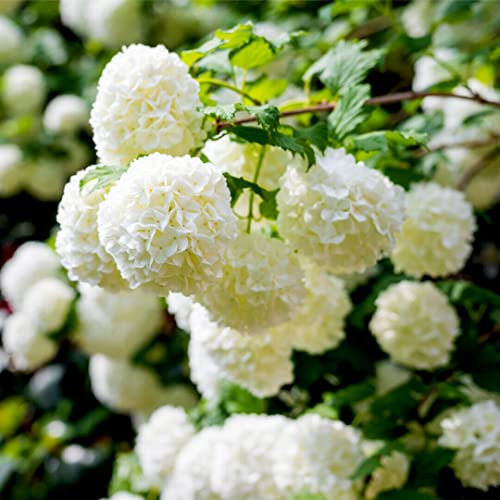 Viburno palla di neve Viburnum opulus compactum pianta da siepe in vaso ø19 cm, Fiore da esterno, Vivaio di Castelletto
