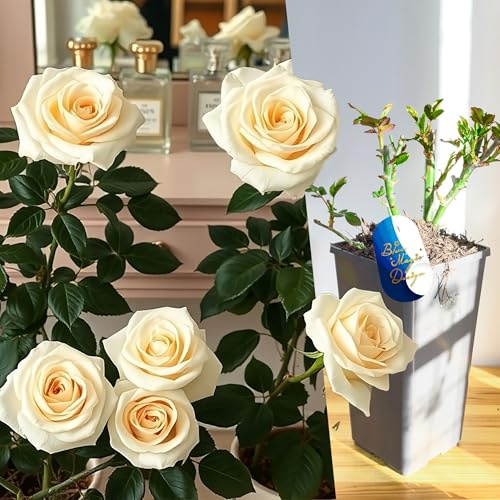 White True Love Perfume Rose Live Bush Plant en maceta híbrida de té fragante grande floración arbusto perenne al aire libre jardín patio frontera contenedor