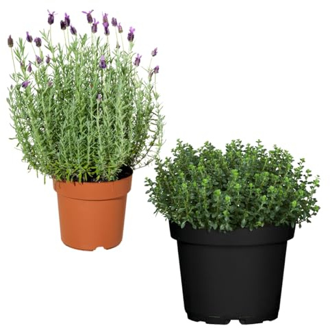 Pack Plantas Aromáticas: Lavanda + Tomillo Naturales Plantas de Cocina
