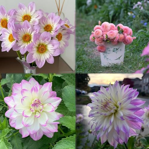 semillas dalia - de balcon Semillas de decorativas para balcones dalias resistentes, bonsai del balcón 450pcs