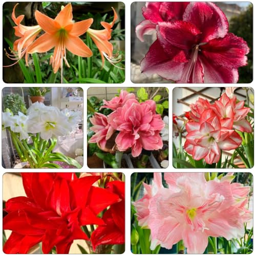bulbi Amaryllis - Hippeastrum rutilum di Letti elevati per giardino ombra, resistenti selvatici tagliati primavera 3pcs