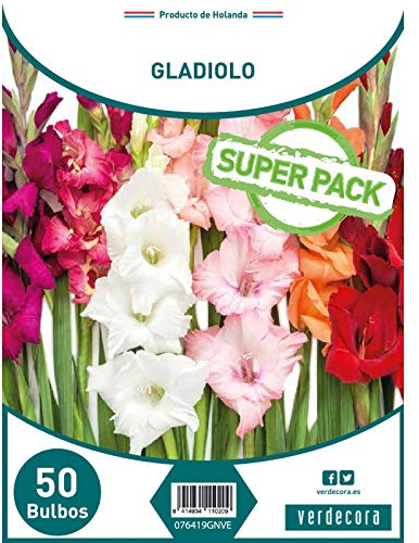 Verdecora Bulbos de Gladiolo Pack 50 Uds | Gladiolus spp. | Bulbos de Floración Espectacular | Ideales para Jardines y Arreglos Florales