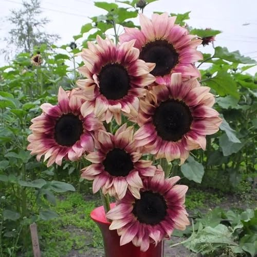 Sonnenblumensamen, Sunflowers, Helianthus annuus, blumendeko garten pflanzensamen 200pcs
