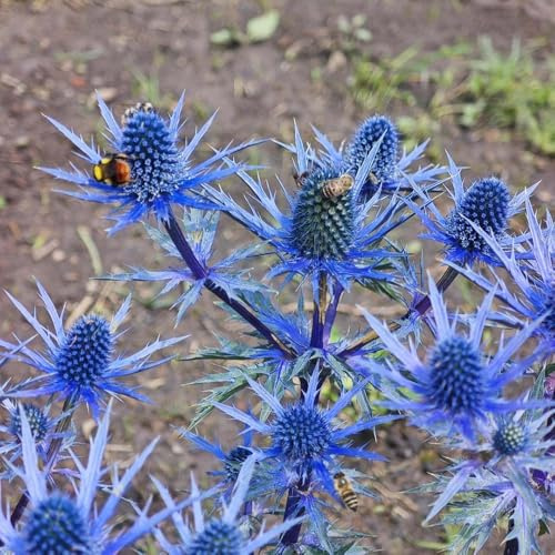 Semillas de Eryngium foetidum Serie de raras Fragante jardín para lugares soleados jardín para exterior 100pcs