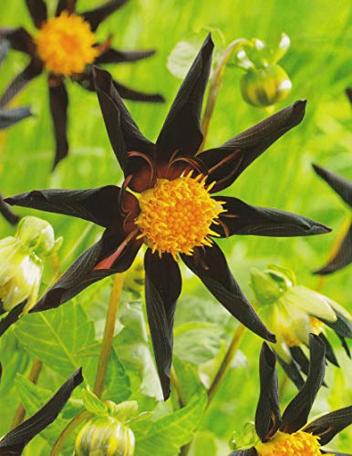 Orchideenblütige Dahlie Honka Black Knolle Blumenzwiebeln (1 Knolle)