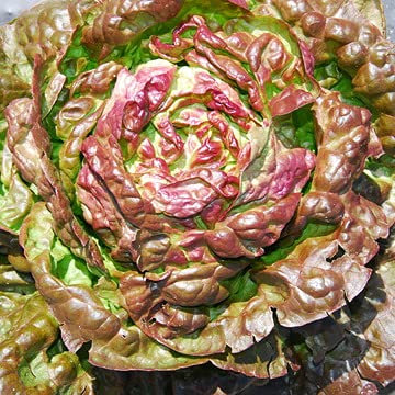 300 Semi di Lattuga Meraviglia delle 4 Stagioni - verdure antiche - sementi contadine riproducibili - SemiWild