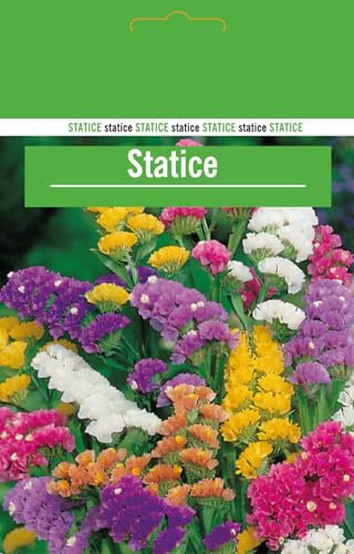 Semillas de Estatice PREMIUM Sobre de Semillas de Limonium Sinuatum