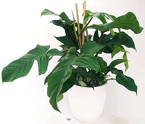 POWERS TO FLOWERS - PHILODENDRON, PHYLODENDRON, MONSTERA SQUAMIFERUM XXL, IN VASO CERAMICA BIANCO, VASO 20CM, pianta vera