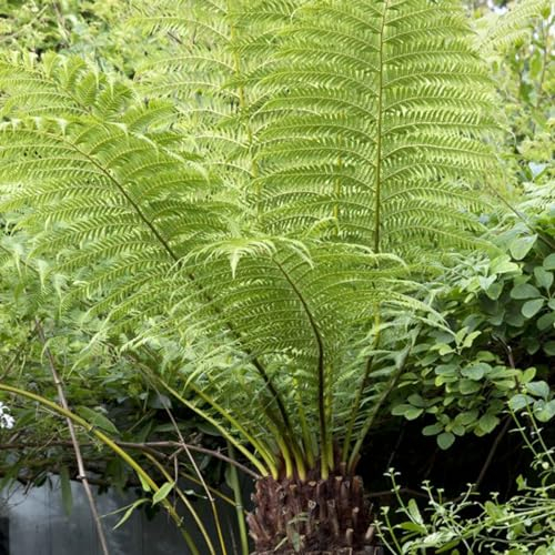 Tree Fern Plant - 40-50cm in Height - Dicksonia Antarctica in a 17cm Pot Ready to Plant