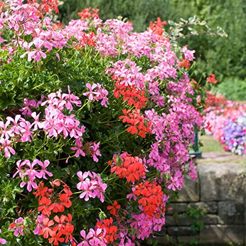 Bloomique - Mix de 6 - Pelargonium peltatum - Geranio colgante - Mezcla de colores - Plantas de jardín - Altura 15-20 cm - Maceta 10,5 cm
