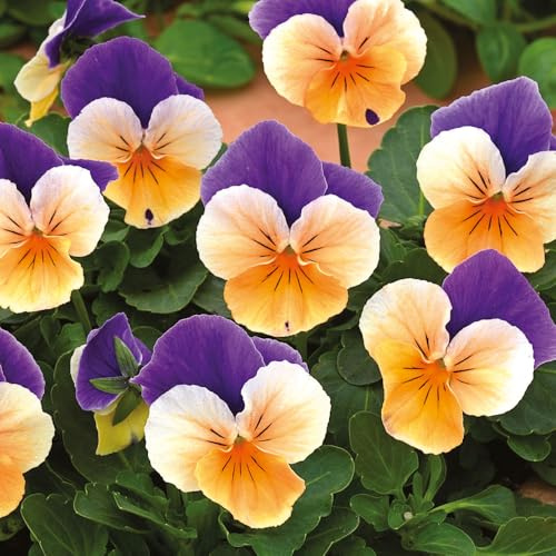 Viola 'Twix Apricot Azure Wing'. 7cm Plant x 3. Winter flowering bedding plants for hanging baskets and containers. Bedwen Plants Online Garden Centre.