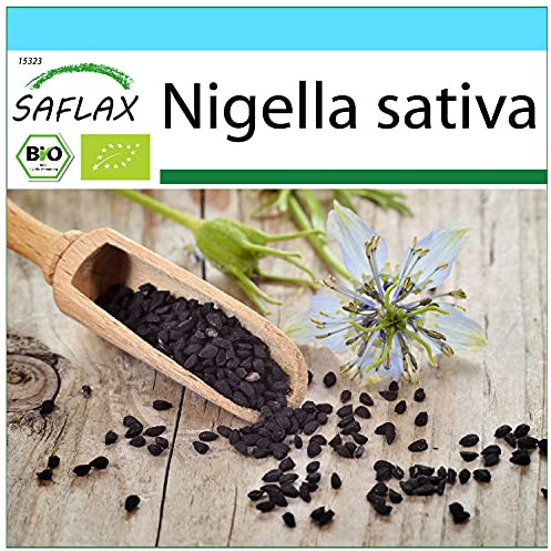 SAFLAX - Presentförpackning - Ekologiskt - Svart Kummin - 300 Frön - Med presentförpackning, kort, etikett och pottsubstrat - Nigella sativa