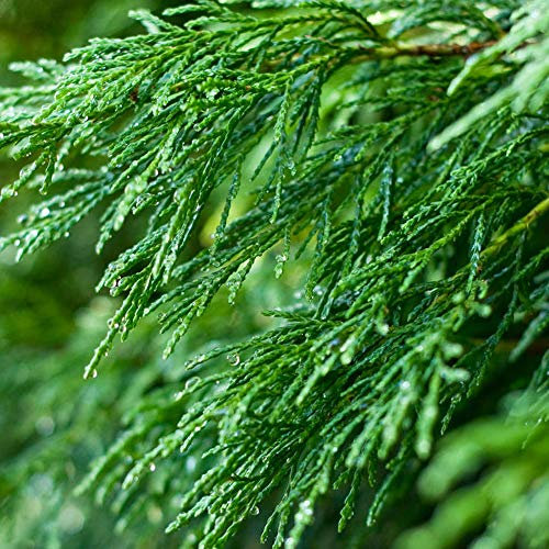Green Leylandii Fast Growing Evergreen Conifer Hedging Garden Plants in Pots (1-2ft, 10 Plants)