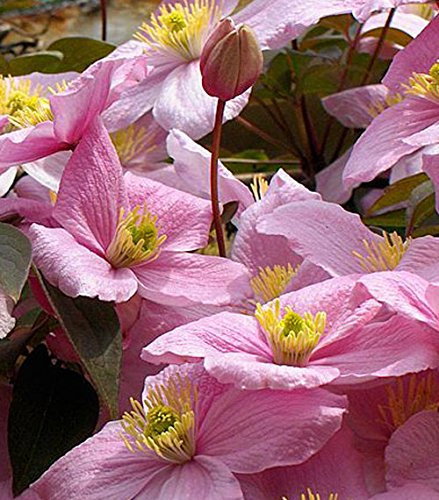 Clematis Montana 'Rubens' 15cm deep Pot Size