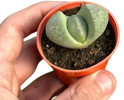 Lithops Piedra Viva – Mini Suculenta Única para Decoración Moderna