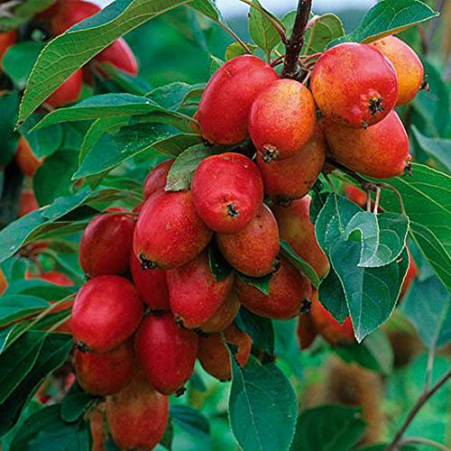 Hardy Garden Tree Crab Apple, Wildlife Friendly, White Blossom in Spring, High Yielding, Tree for Small Gardens, 1 x Malus John Downie Bare Root Tree by Thompson & Morgan