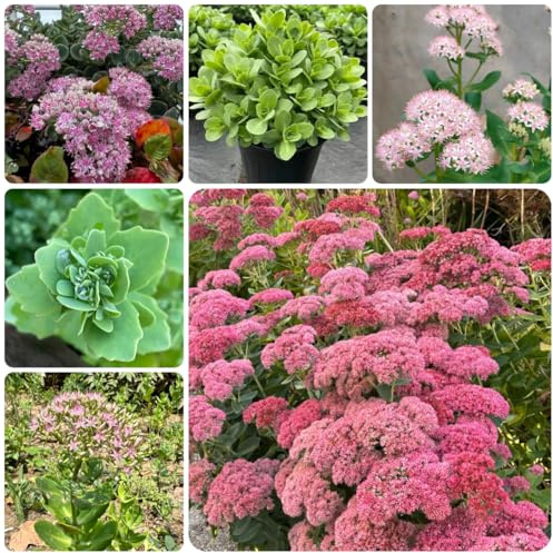 sedum semillas de silvestres decoración de sala estar, jardín Decoraciones jardín exteriores exóticas interior semillas 350semillas