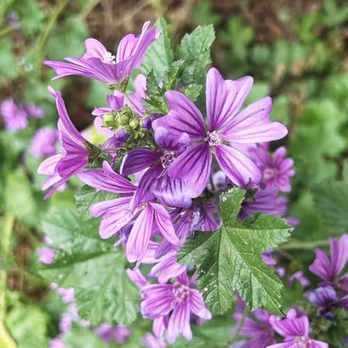 semillas de malva silvestre - cama balcón resistente perenne decorativas 80pcs