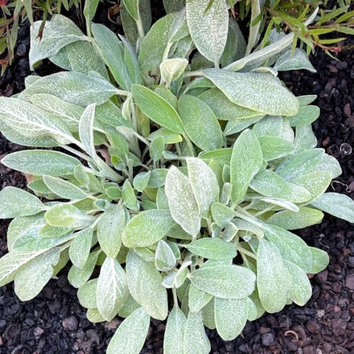 milenrama lanosa comprar semillas de medicinales, balcón de milenrama lanosa silvestres perennes 150pcs