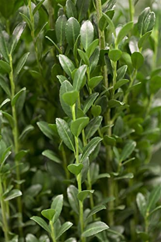 Japanische Stechpalme Ilex crenata Fastigiata 10-15 cm winterhart