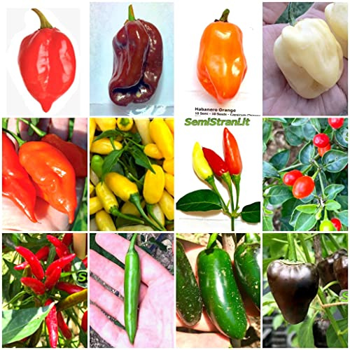 120 Semillas de Chile en las 12 Variedades más Sabrosas y Picantes de México, COLECCIÓN MEXICANA + Guía: HABANERO de 6 TIPOS, TABASCO, CHILTEPIN, SERRANO, JALAPENO, ARBOL y CHILHUACLE
