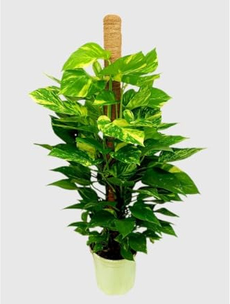 Garden Center Shop | Pothos M20 100 cm | Planta Natural Trepadora de Interior | Follaje Verde en Cascada | Decoración Viva y Baja Mantenimiento