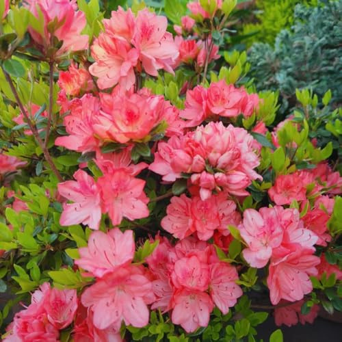 rhododendron, topfpflanzen draußen winterhart, azalee gartendeko für draußen, balkonpflanzen winterharte garten blumendeko wildblumen 40samen
