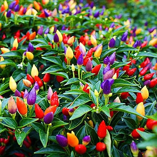 50 Pz Multicolore Pepe Peperoncino Sano Semi Pianta Fiore Casa Giardino Ornamento per Piantare Giardino Multicolore