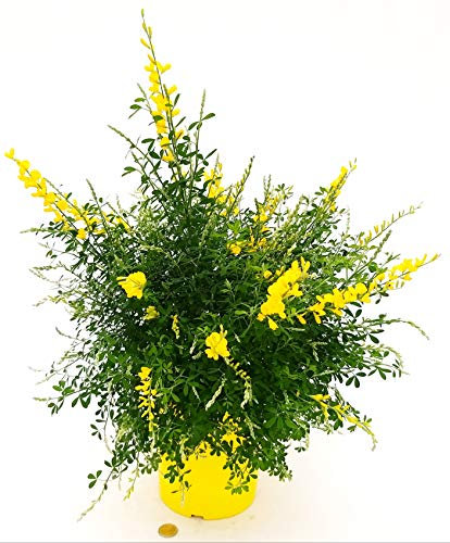 POWERS TO FLOWERS - CYTISUS, CITISO, XXL vaso 20cm, pianta vera