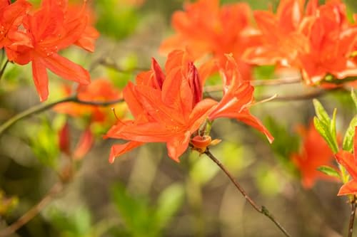 Rhododendron mollis x sinensis 40-50 cm – Winterhart, Mehrjährig, Pflegeleicht – Azalee – Blütenstrauch für Garten & Beet