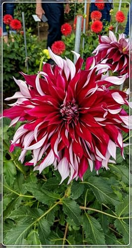 Groß, 2025 Winterhart pflanzen, Blumenzwiebel Mix, Mysteriöse magische Glühbirne, Mehrjährige Blumenzwiebel ist winterhart,Winterhart zwiebeln -2 Dahlien knollen-E